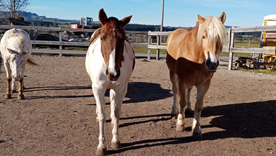 Besuch auf dem Pferdehof NEU